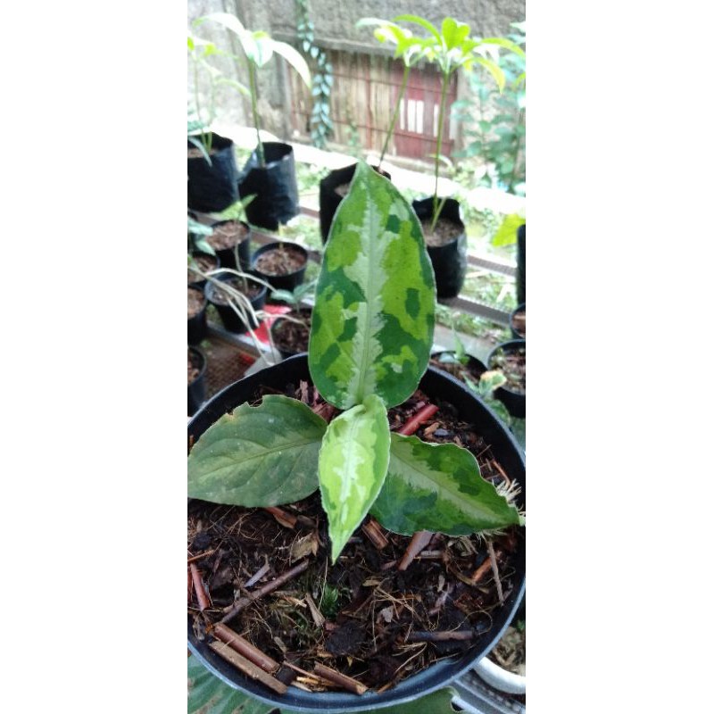 Aglonema Pictum Tricolor