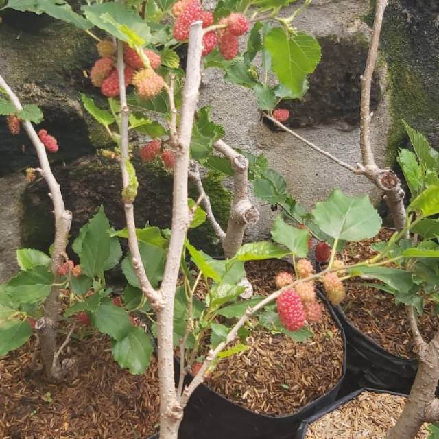 tanaman murbei siap berbuah dan berbunga | pohon murbei | buah murbei long manis