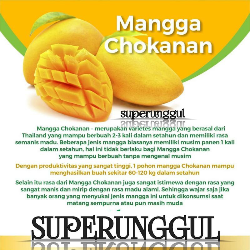 BIBIT MANGGA CHOKANAN