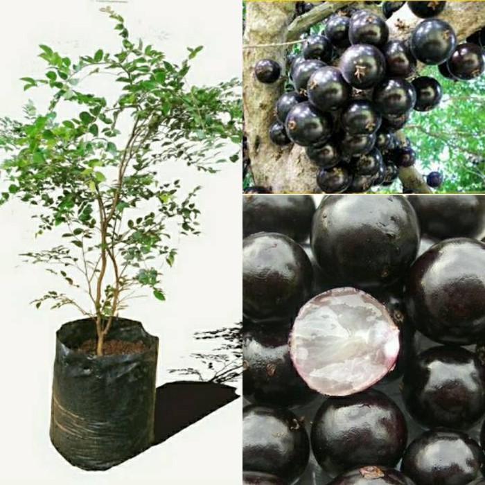 Bibit Buah Anggur Brazil - Anggur Pohon - Bibit Buah