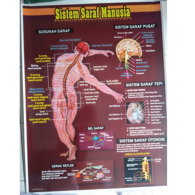 CARTA SISTEM SARAF MANUSIA / POSTER SISTEM SARAF MANUSIA / GAMABR SISTEM SARAF MANUSIA