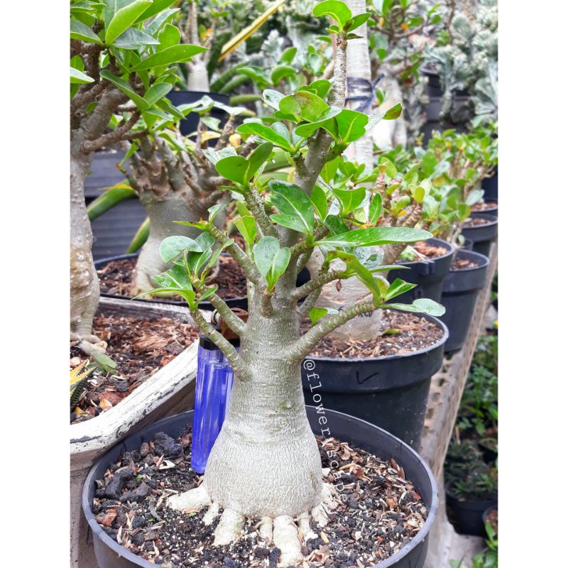 Adenium thaisoco hybrid