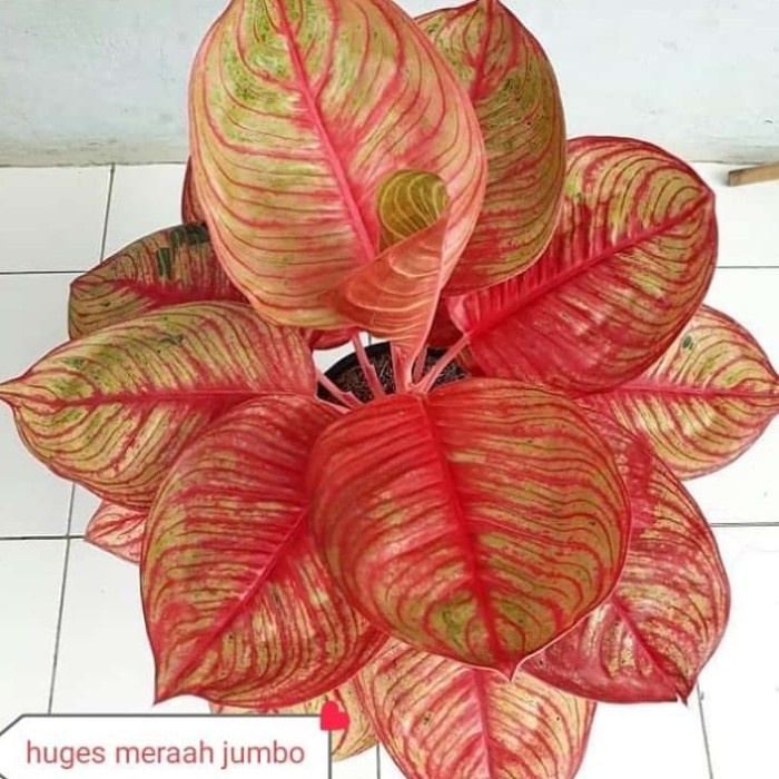 tanaman hias bonggol aglonema Dewi Hughes merah