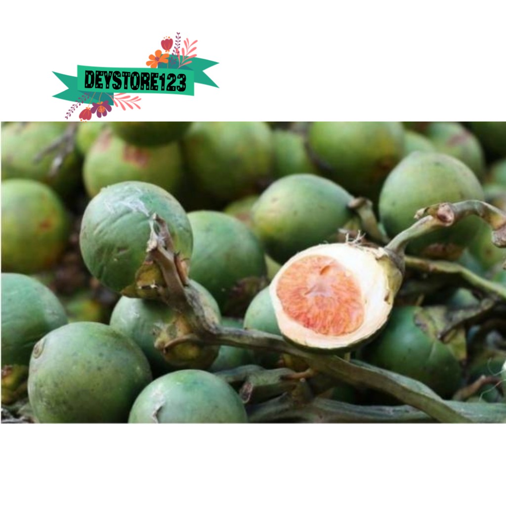

paket 100 Grm Buah Pinang segar