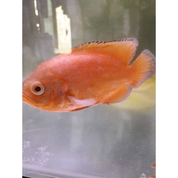 Oscar paris albino cerah full 6-8cm