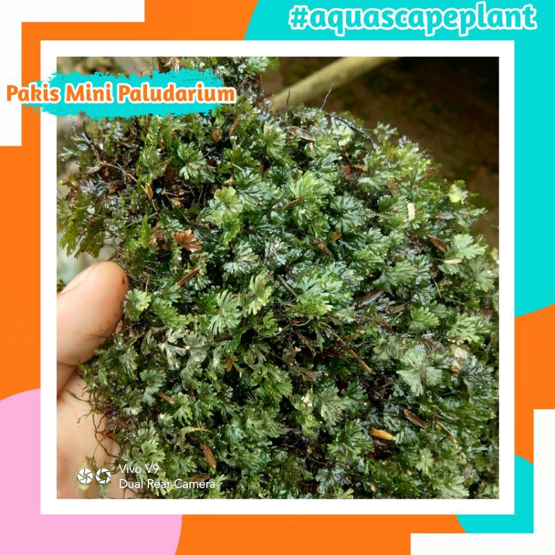 Pakis Mini Paludarium - Perlengkapan Paludarium - Hiasan Paludarium