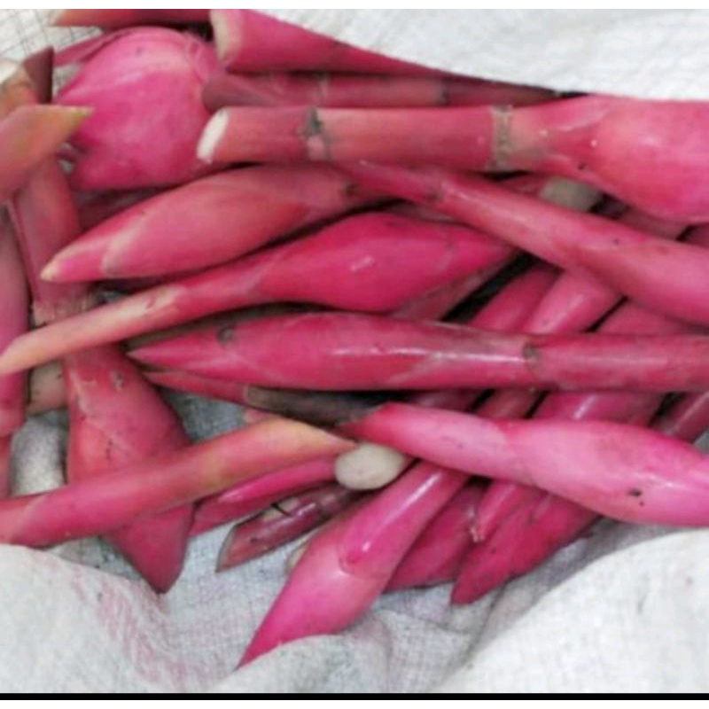 

kecombrang segar 1kg