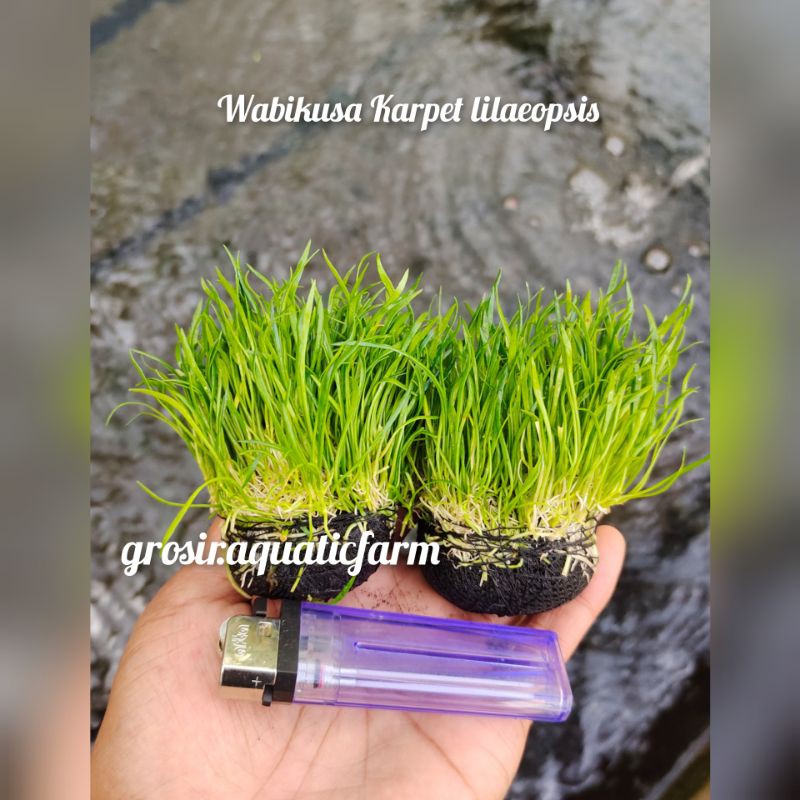 liliopsis wabikusa-tanaman karpet aquarium