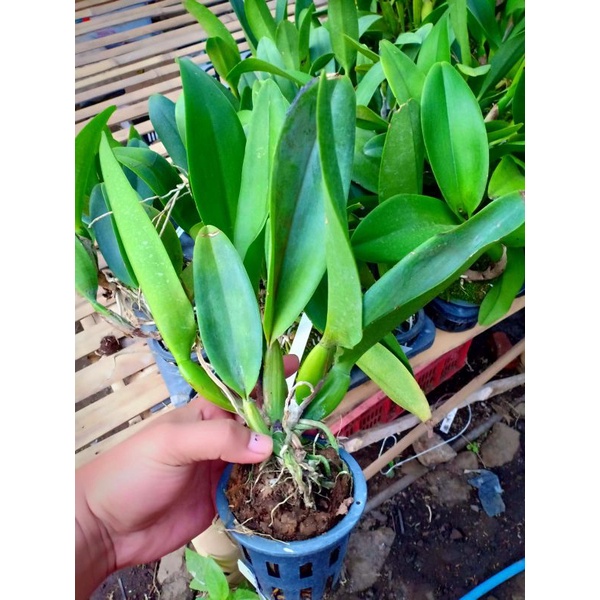 anggrek catleya dewasa