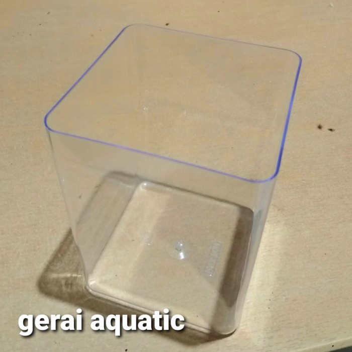 toples cupang aquarium cupang paxton 4L mika aquarium