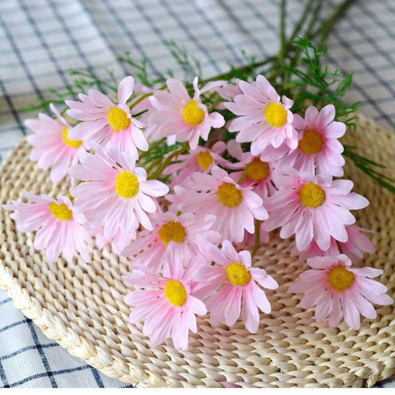 Bunga Chamomile Holland / Cosmos Daisy ( Tanpa Pot )