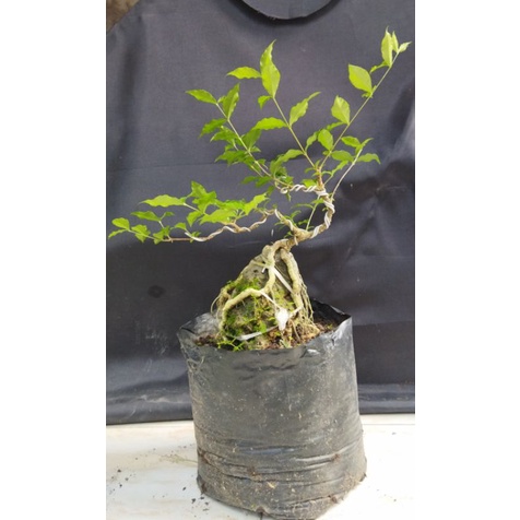 Jual Bonsai Sakura Micro Shopee Indonesia