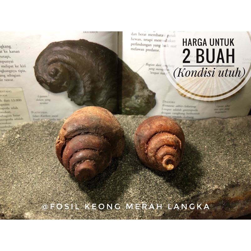 Fosil Keong Merah Natural B59 atau Batu Fosil Kerang Purba Temuan