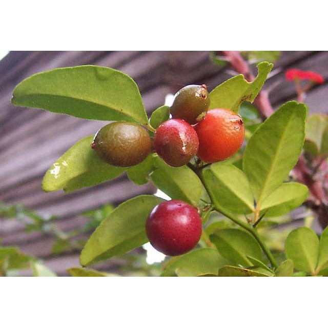 Tanaman Buah Jeruk Kingkit