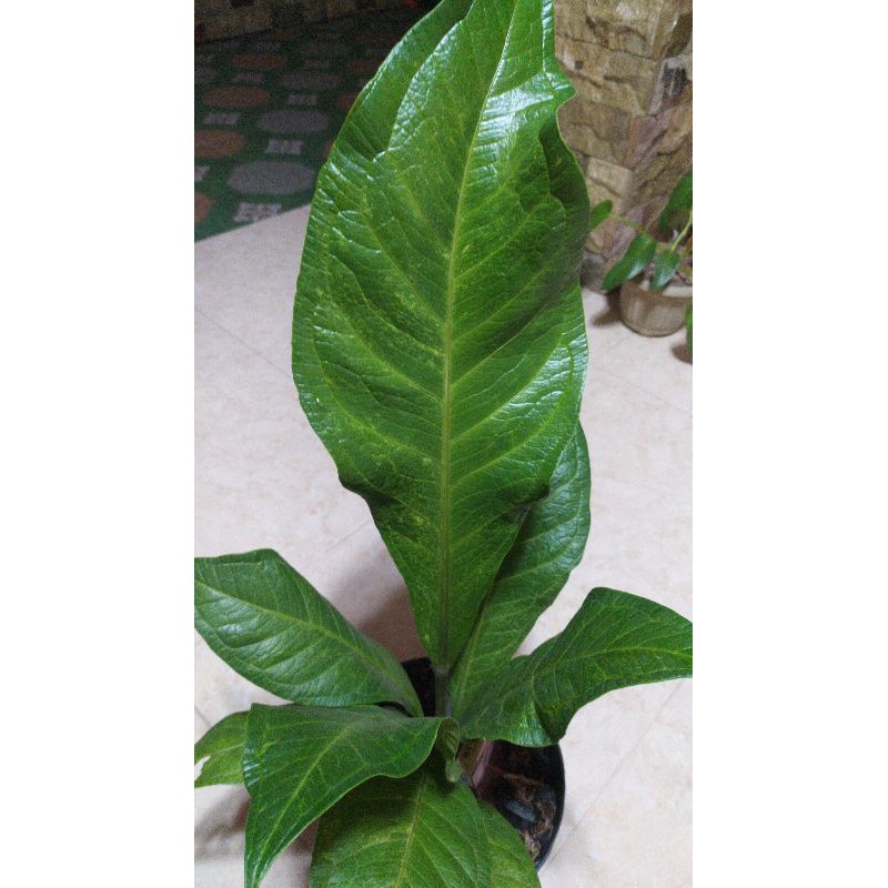 jemani antorium varigata kobra