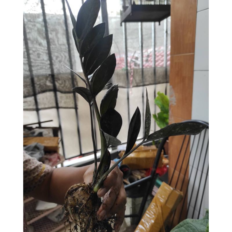 zamia black zamia raven hitam per batang