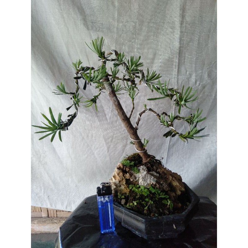 bonsai lohansung
