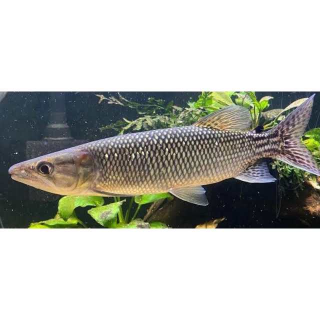 Hiasan aquarium ODOE PIKE