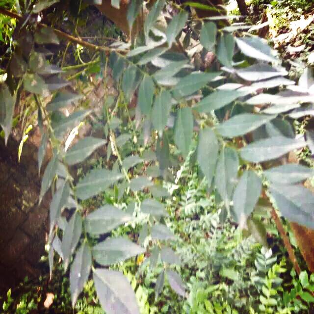 

Daun Kari/Daun Salam Koja/Daun Temurui segar