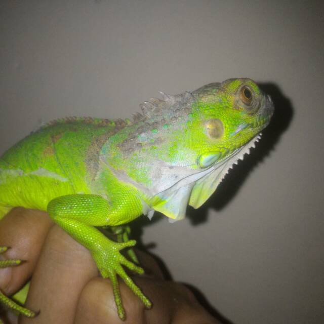 Green iguana 55cm mulus