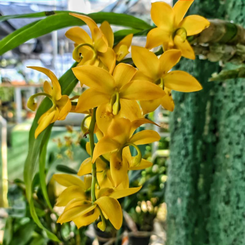 Catasetum  Cyc. Jumbo puff