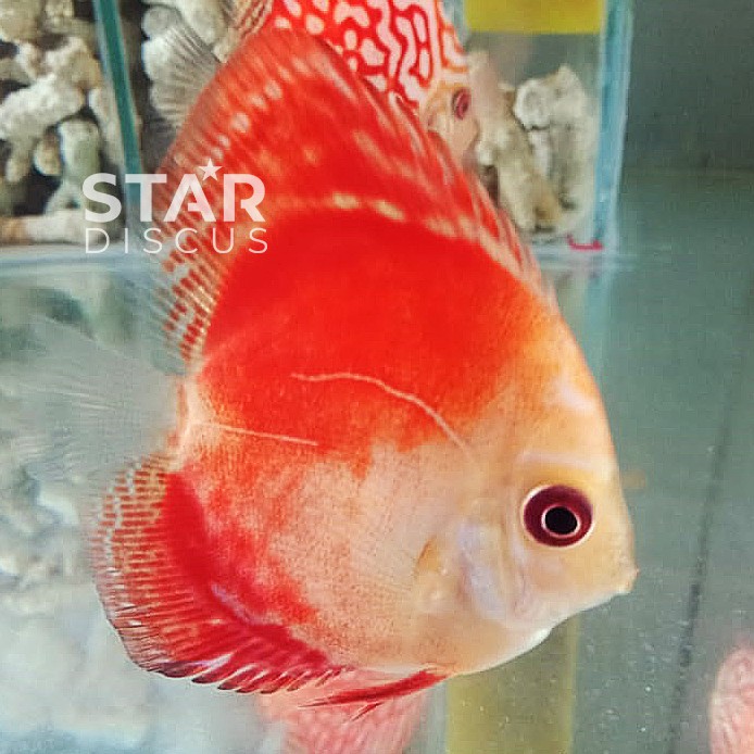 Discus Red Crystal Bulldog ukuran 2 inch  - Special for collector only