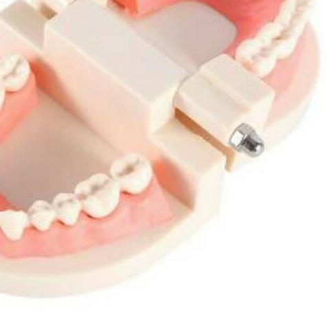 ♝ Alice dental model study edukasi dokter gigi phantom studi rahang gigi typodont gusi karet alat pe