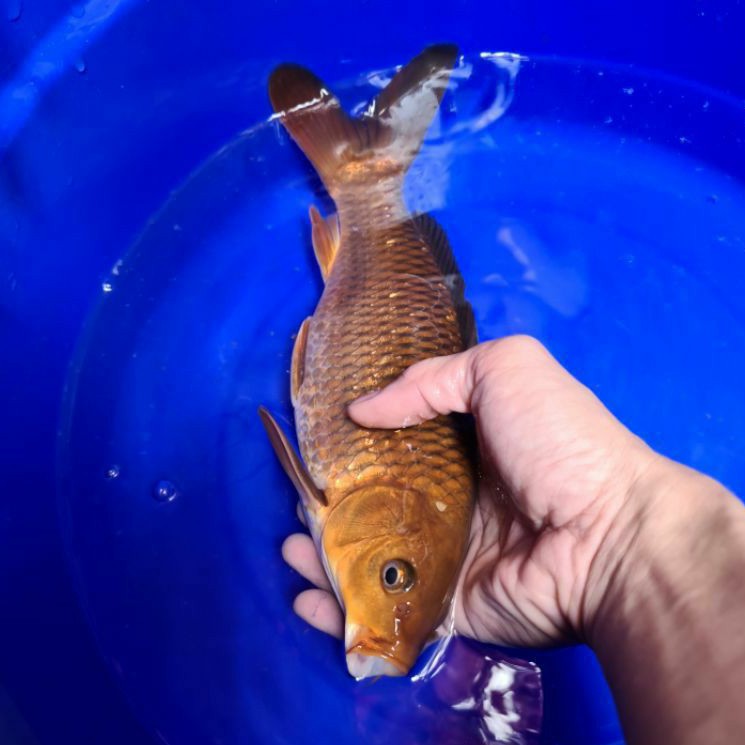 ikan koi chagoi midori ginrin asal blitar CG01