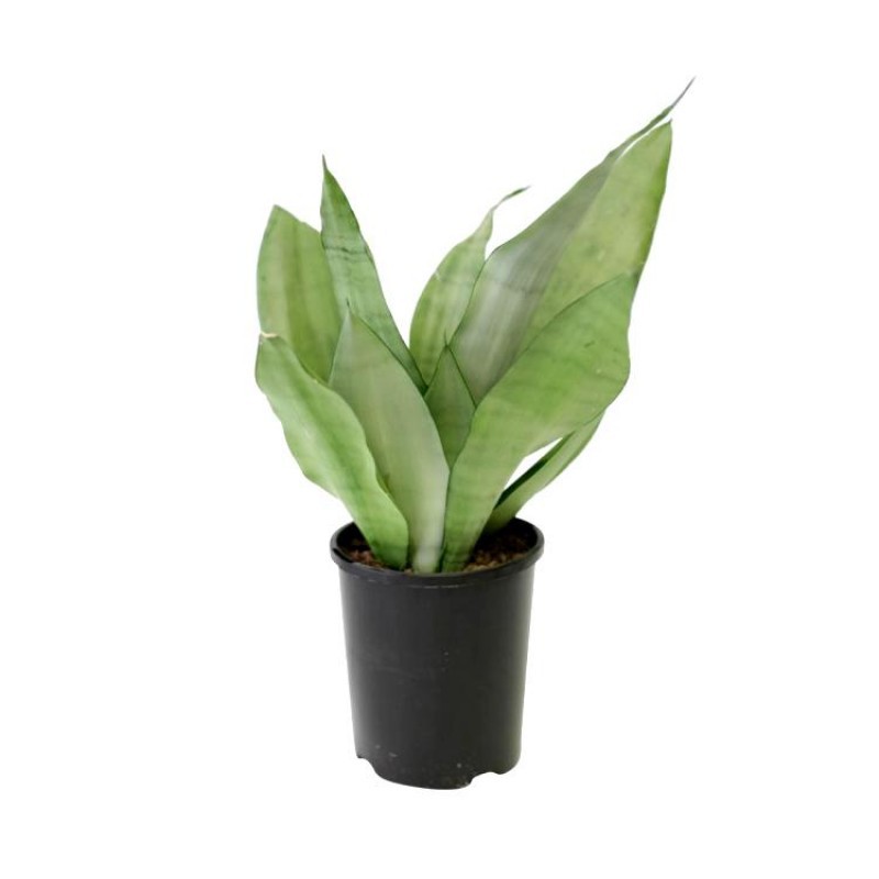 tanaman hias Sansivera Moonshine  Tanaman Indoor Sansevieria BERGARANSI