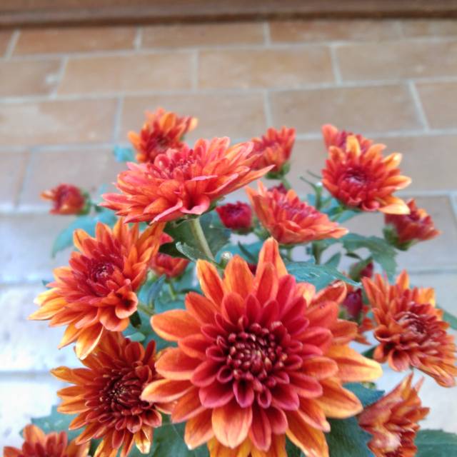 

Aster coklat (isi 2 pohon)