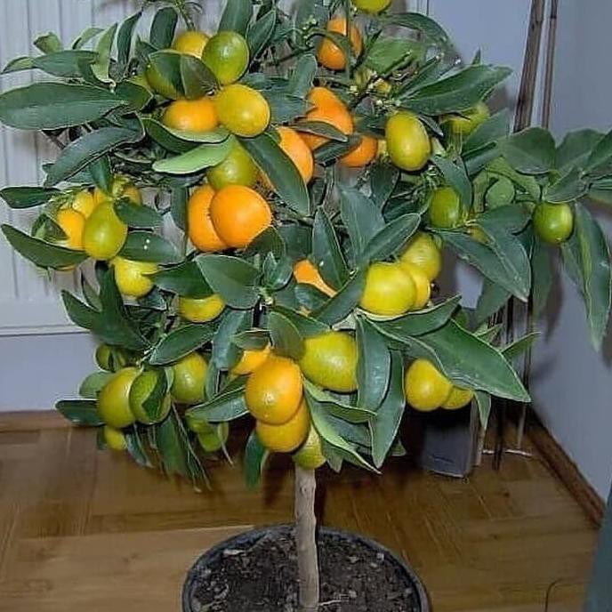 Bibit Jeruk Nagami Okulasi Pohon Jeruk Buah Jeruk Nagami Fprt ...