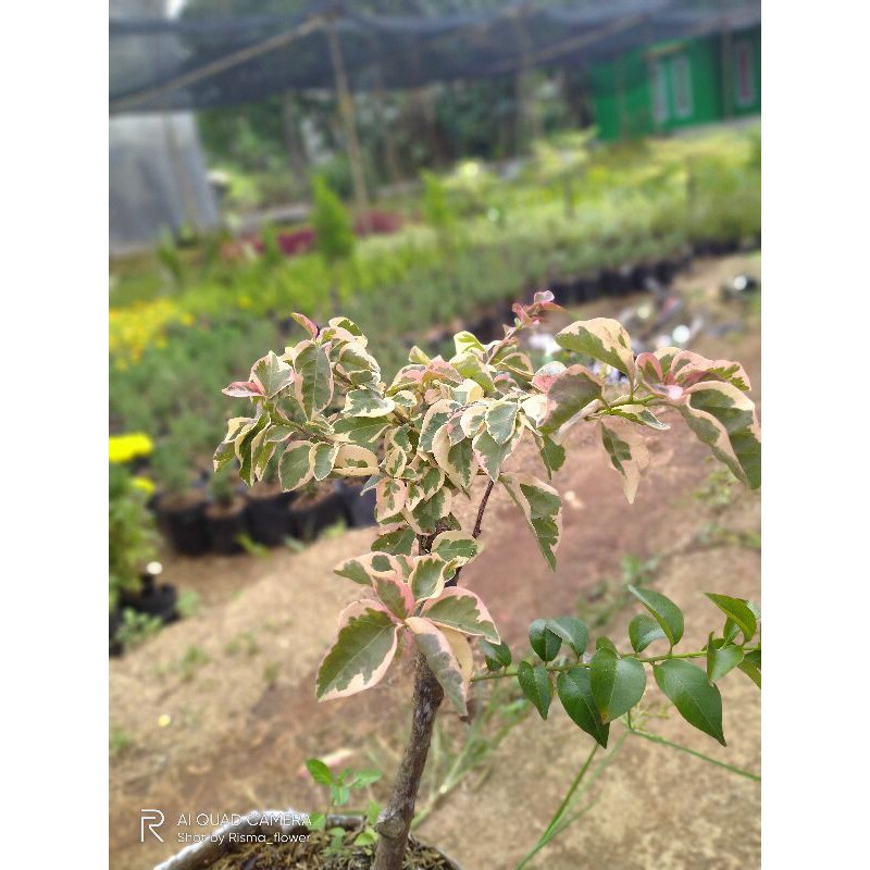 POHON BOUGENVILLE VARIGATA BUNGA 2 WARNA ( TANAMAN HIAS )