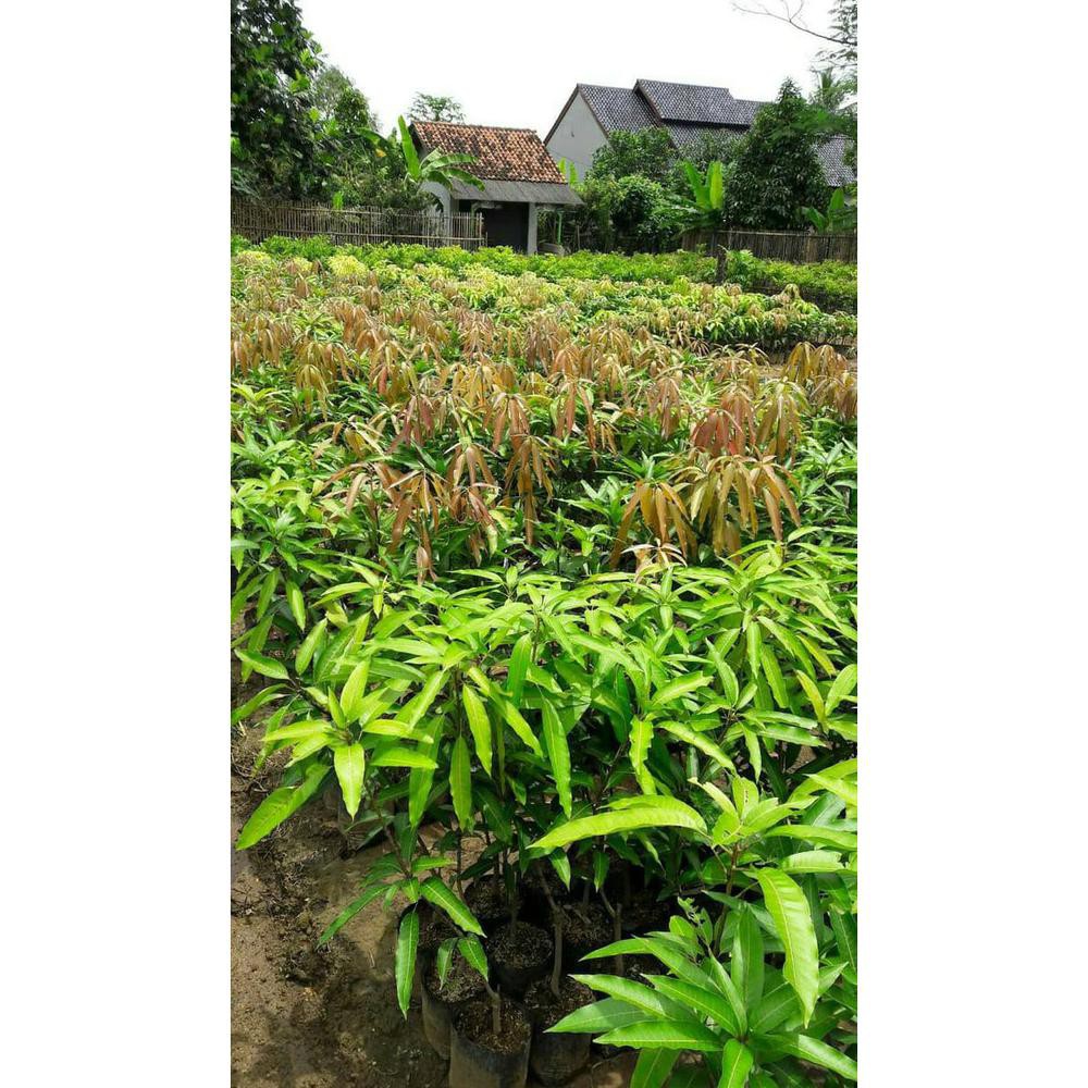 #promo# Bibit Tanaman Buah Mangga Gedong Gincu #muraaaah#buruaaan