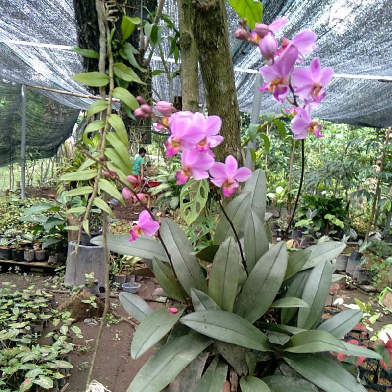 anggrek bulan mini / doritis / anggrek doritis dewasa / anggrek pulcherrima doritis