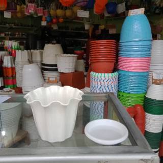  Pot  Bunga Prumadona 10 warna  putih  Shopee Indonesia