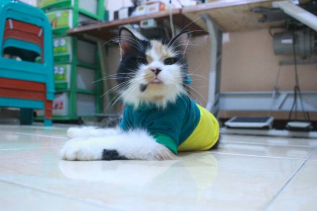 Kaos hijau half kuning lucu trendy untuk kucing dan anjing / baju kucing murah size S M L XL