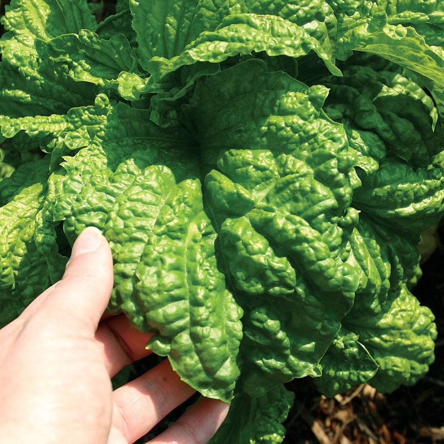 Benih Bibit Biji - Basil Lettuce Leaved Big Leaf (Basil Jumbo) Herb Seeds - IMPORT