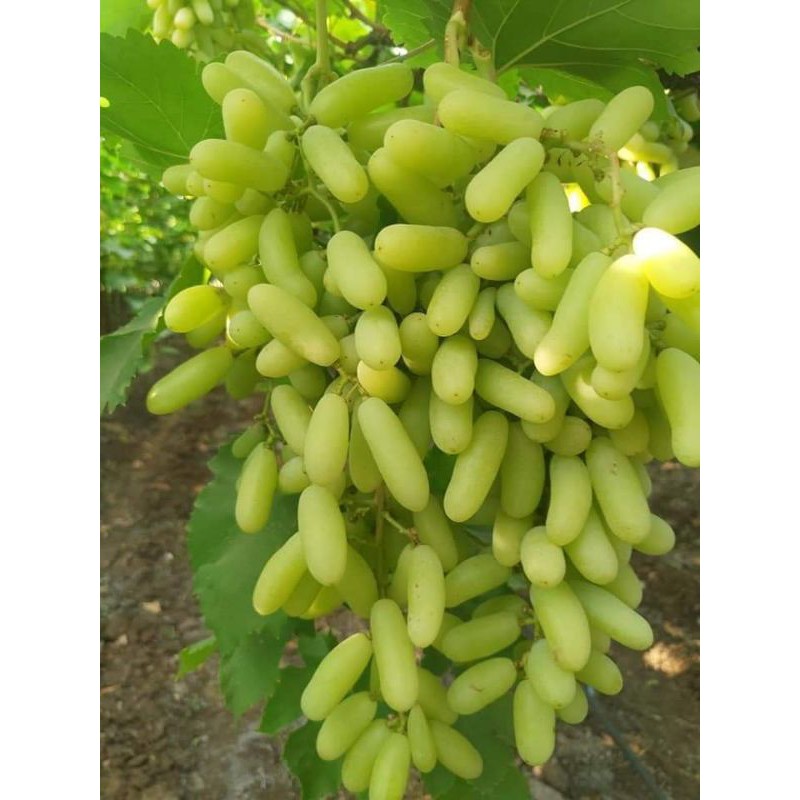 cutting anggur import sonaka