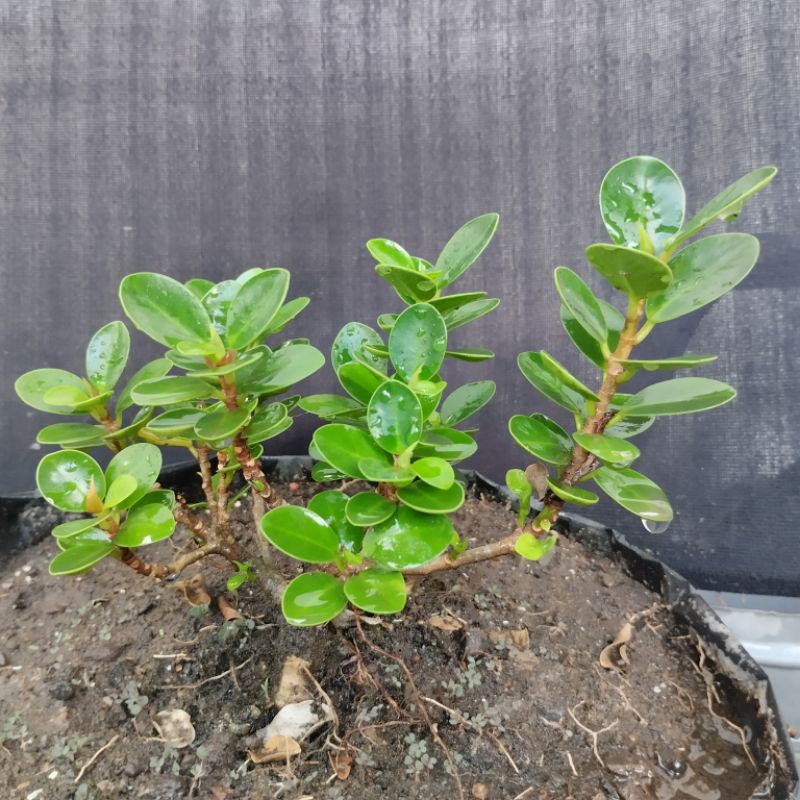 Bibit Beringin Dolar Mikro_Mangkok