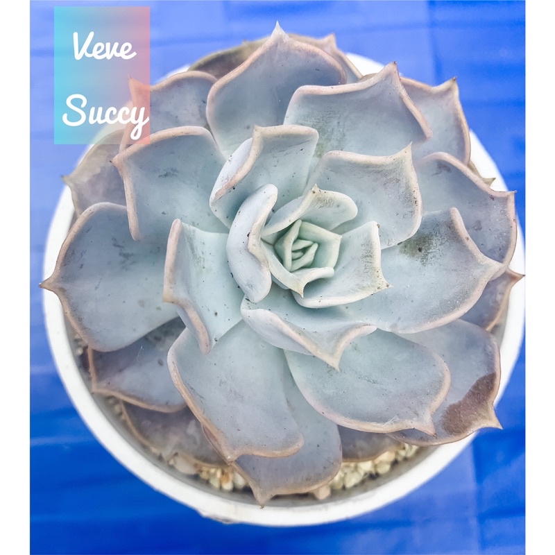 sukulen Echeveria lilacina super cantik