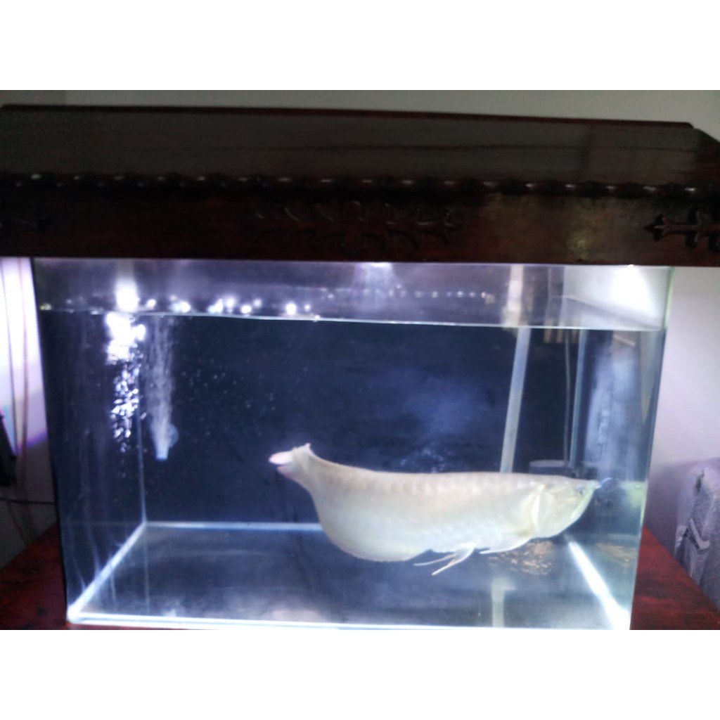 Preloved Akuarium Aquarium Second Kaca Bending/lengkung Recent AQ 107 70x38x45