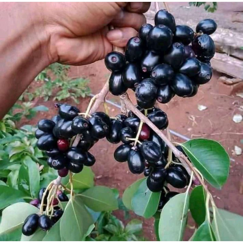 bibit buah  juwet/ jamblang hitam dan putih okulasi