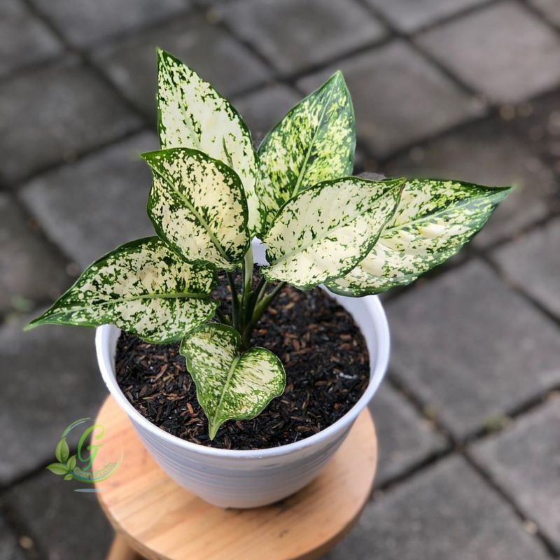 Tanaman Hias Aglonema Snow White indukan