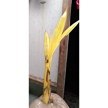 albino gold kelapa unik