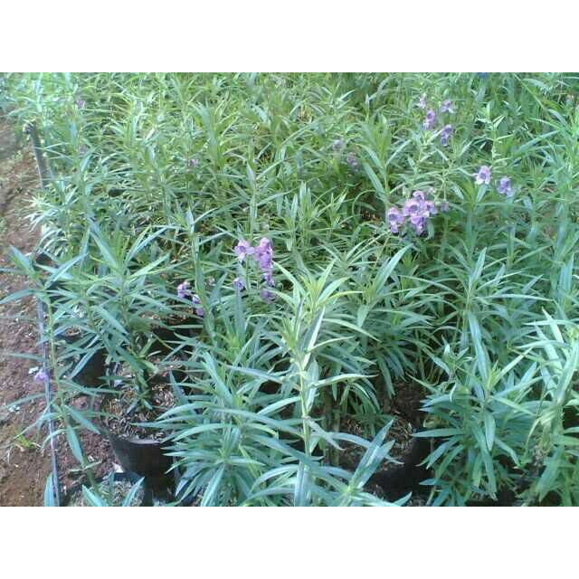 tanaman lavender pengusir nyamuk