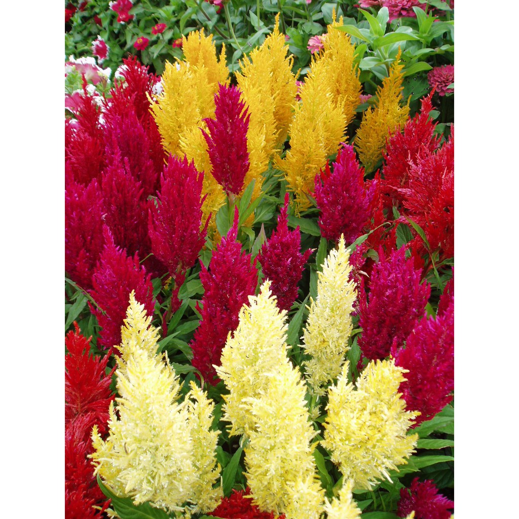 Benih Bibit Biji - Bunga Celosia Pagoda Mixed Flower Seeds