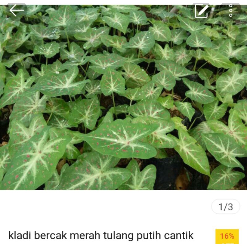 keladi bercak merah tulang putih