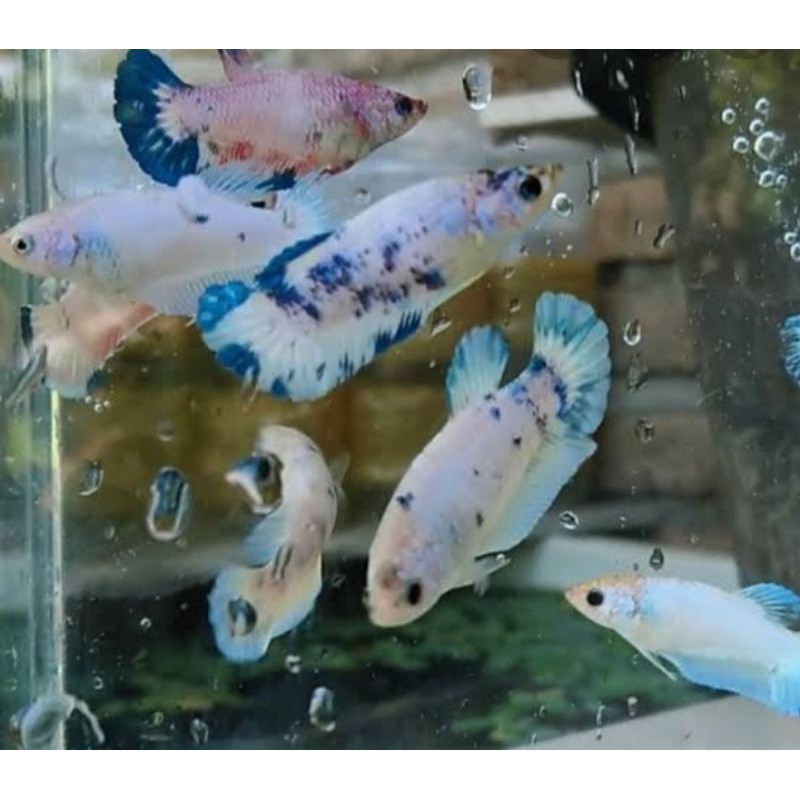 female bahan bluerim giant