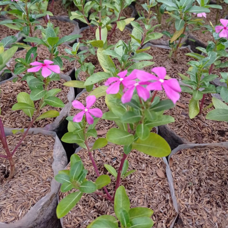 Tanaman Hias Tapak Dara, Tapak dara,  pohon Tapak Dara