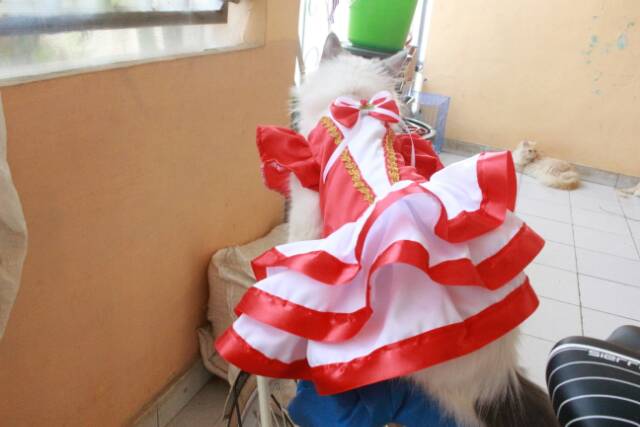 Dress merdeka merah putih untuk karnaval kucing lucu murah size S M L XL